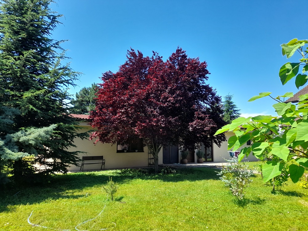 Domček v záhrade pod červenou čerešňou